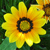 :iconartsypics: