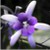:iconartyna: