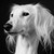 :iconartysaluki: