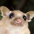 Arvellas :iconarvellas: