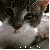 :iconarwen23: