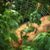 :iconaryastarkeradan: