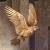 :iconasanah:
