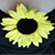 :iconaschmid:
