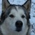 :iconasgardsguardian: