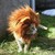 :iconash-kazan: