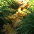 :iconash-tear: