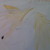 :iconashanti7232:
