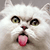 :iconashantidog: