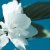 :iconashby-rabbit: