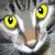 :iconAshdyre: