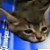 :iconasher1440: