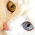 :iconasheratori: