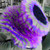 :iconashfire5478: