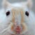 :iconashgerbil: