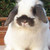 :iconashixi: