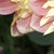 :iconashland71: