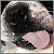 :iconashle-rose: