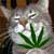 :iconashley4314: