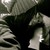 :iconashleylovesr: