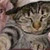 :iconashleyscattiger: