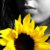 :iconashlynn: