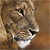 AshtrayLion :iconashtraylion: