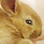 :iconashx1414: