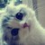 :iconasiankidlovestoufu: