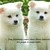 :iconasiapuppy01: