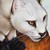 :iconask---blackstar: