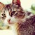 :iconask---fallenleaves: