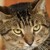 :iconask--dustpelt: