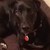 :iconask-buster-dog:
