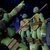 Ask-Donatellohamato :iconask-donatellohamato: