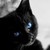 :iconask-dragonheart: