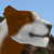:iconask-hawkpath: