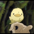 :iconask-hibird: