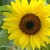 :iconask-kansas-hetaila: