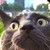 :iconask-sea-biscuit: