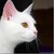 :iconask-snowstar-warrior: