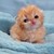 :iconask-sonadowclaw: