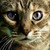 :iconaskbluebreeze: