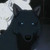 :iconaskbluewolf: