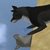 :iconaskfemookamijapan: