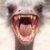 :iconaskolotl: