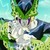 :iconaskperfectcell: