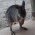 :iconaskwallabywilmur: