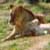 aslan1121 :iconaslan1121: