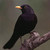 :iconasleepblackbird: